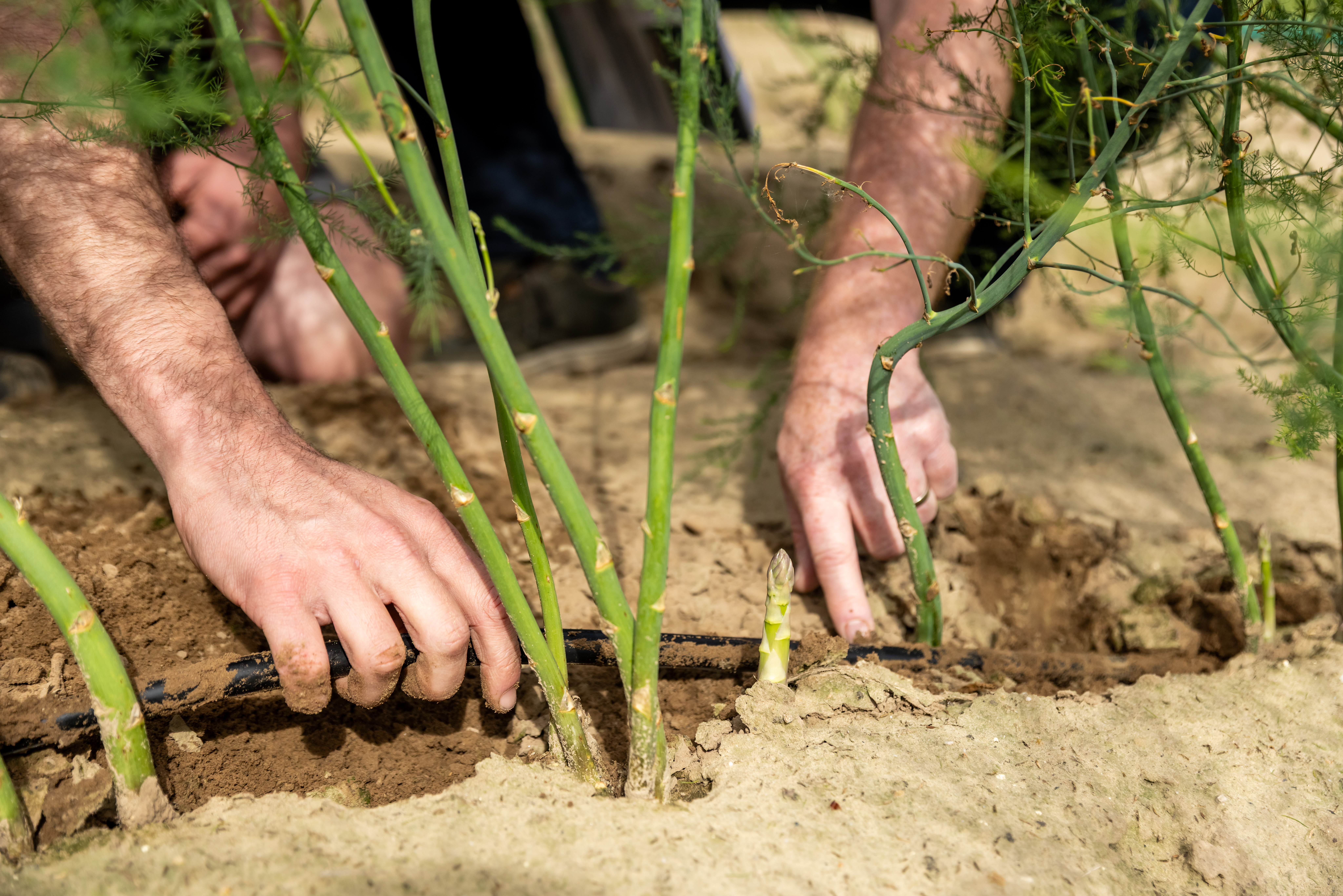 Driptape voor de beregening van aspergeplanten in Panningen