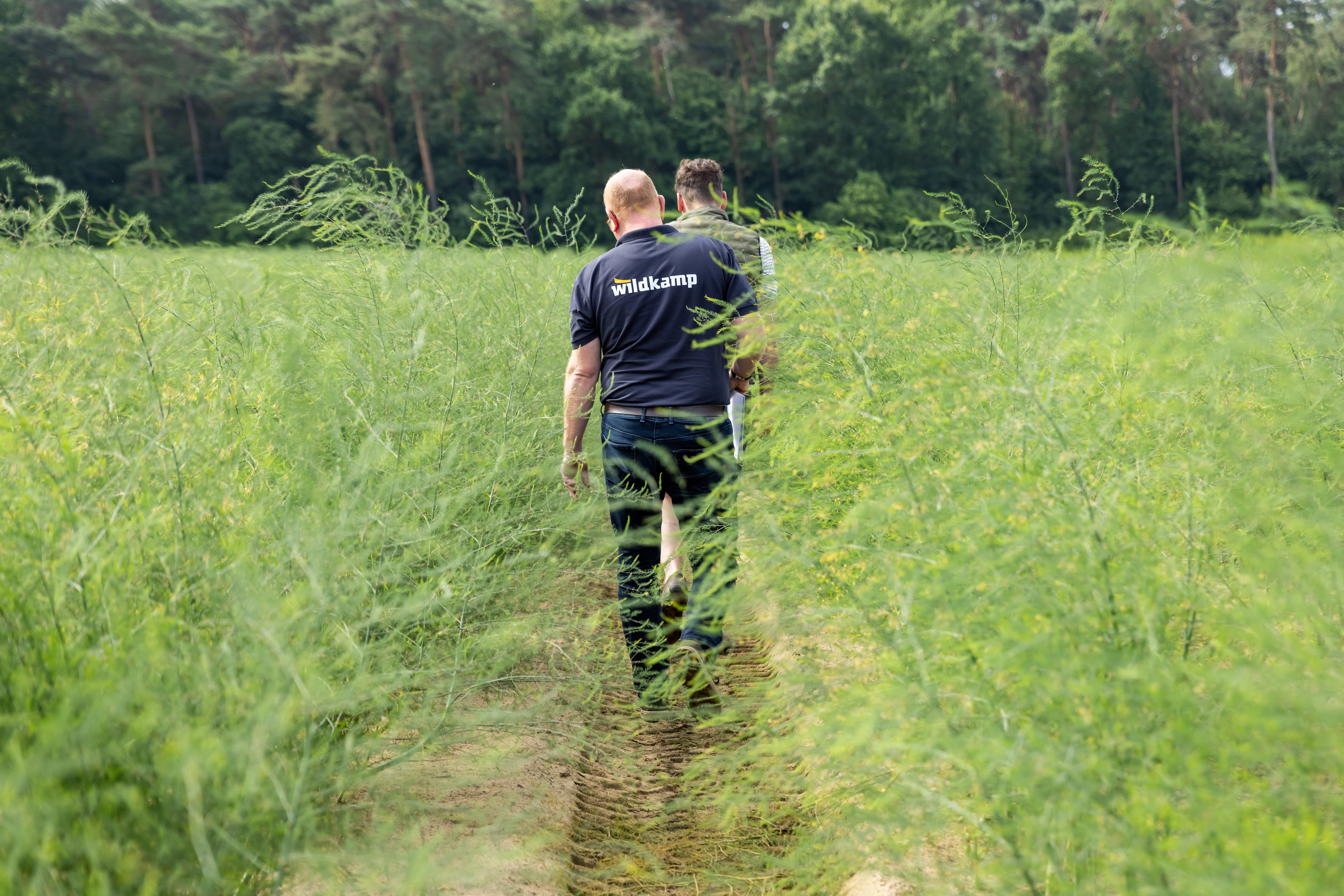 Druppelirrigatie met driptape tussen de aspergeplanten