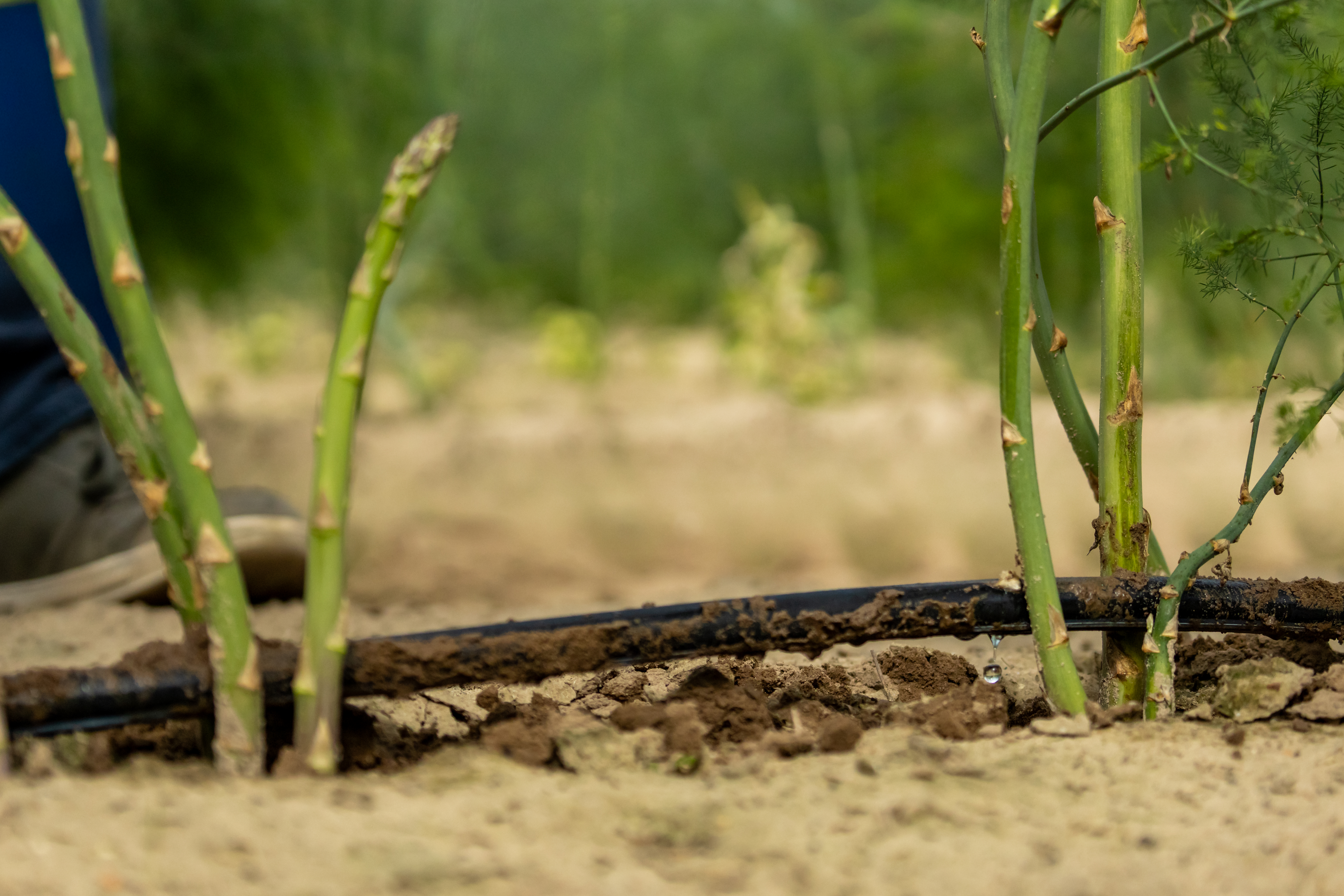 Beregeningsinstallatie voor aspergeteelt bij Engels Asperges en Blauwe Bessen