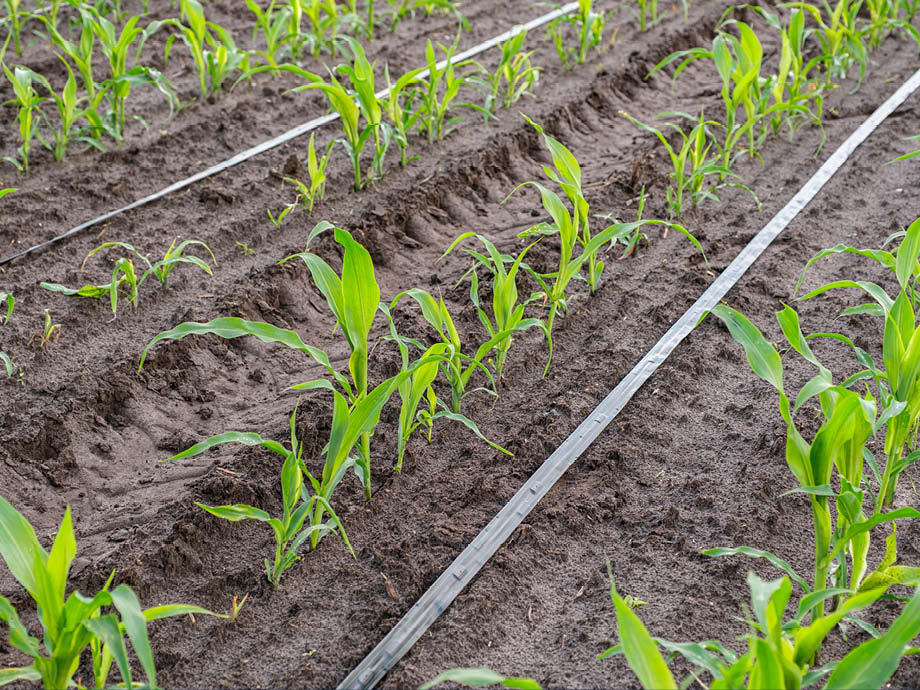 Testproject drip-irrigatie – beeld 3