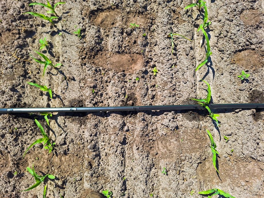 Drip-irrigatie in het veld – aanzicht 3