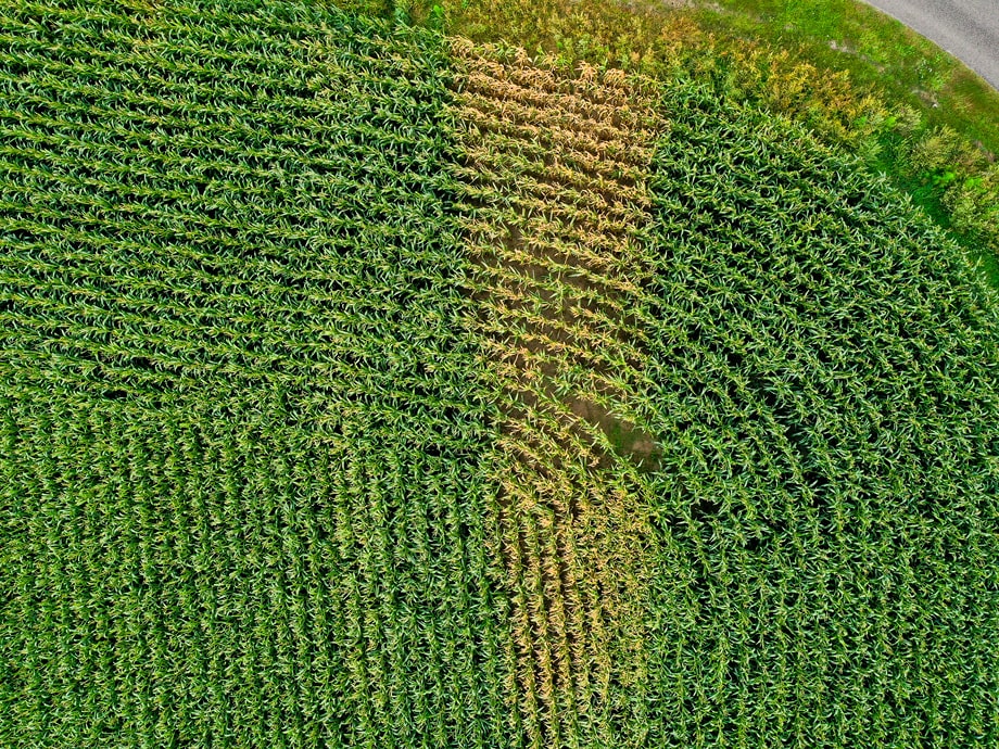 Driptape project Witharen – overzicht van het maisperceel