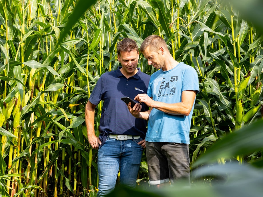 Driptape project Witharen – detail van driptape tussen de rijen mais