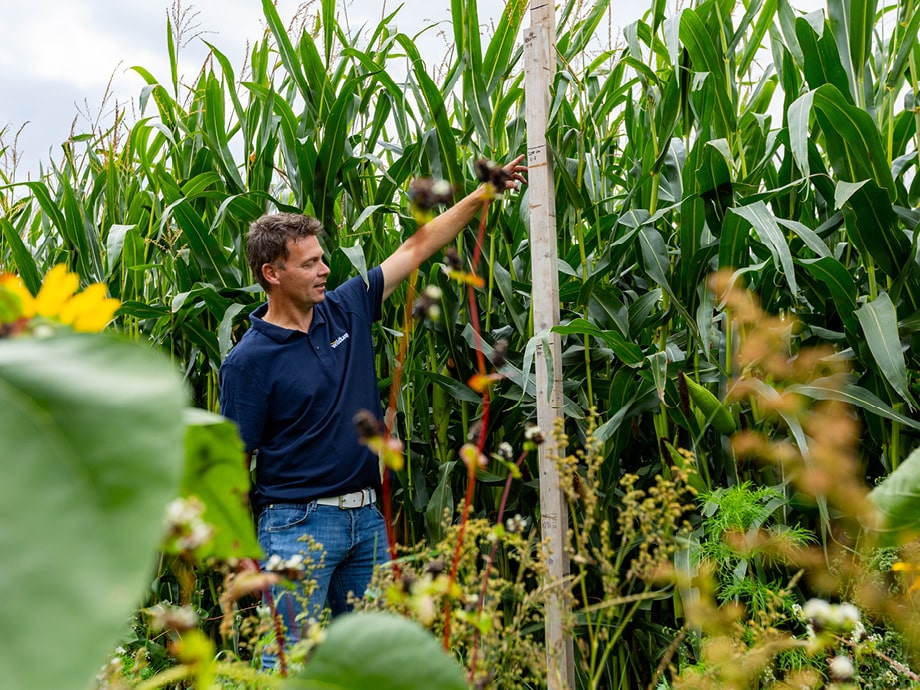 Driptape project Witharen – installatie van het driptapesysteem