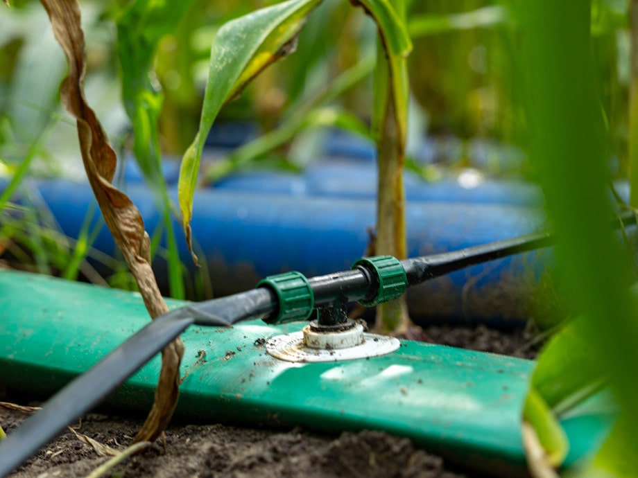 Driptape project Witharen – overzicht van maisplanten met driptape