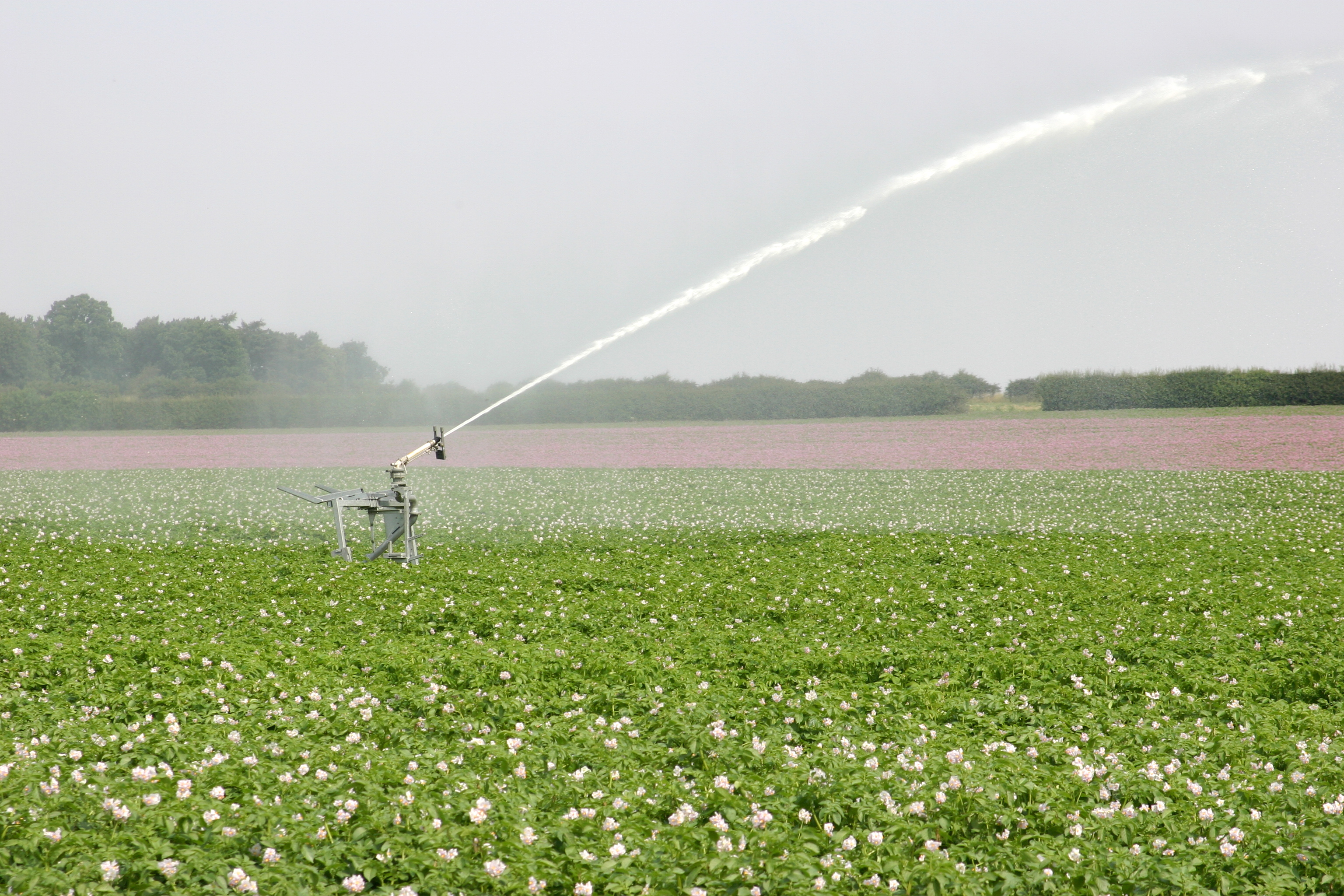 Beregening gewassen