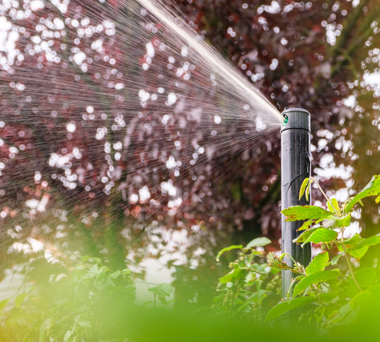 Wees de droogte voor