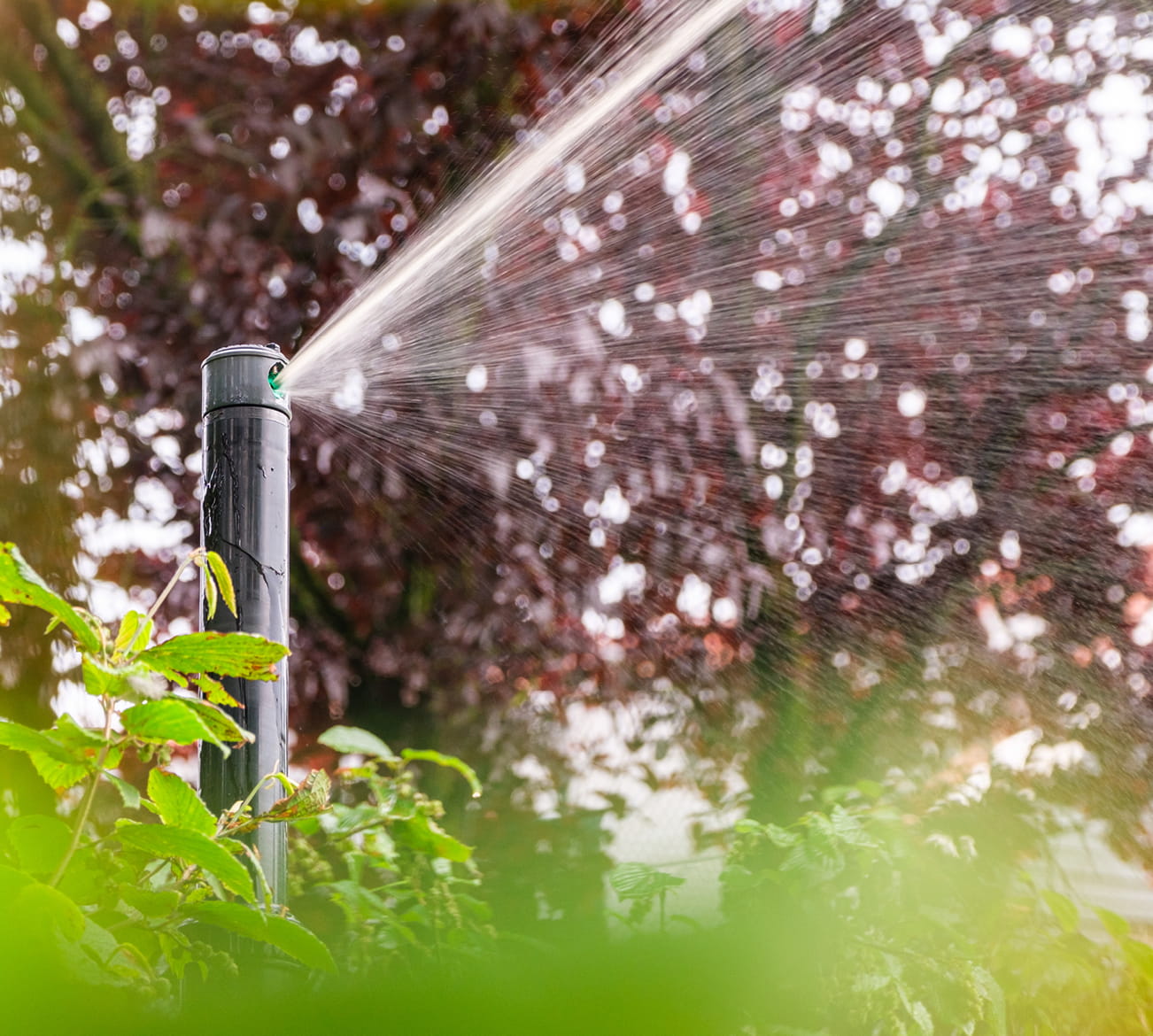 Wees de droogte voor