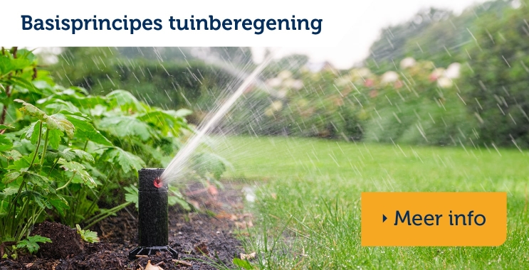 Beregening in de basis
